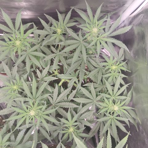 Guava x Gelato 41 Auto growlog timeline photo