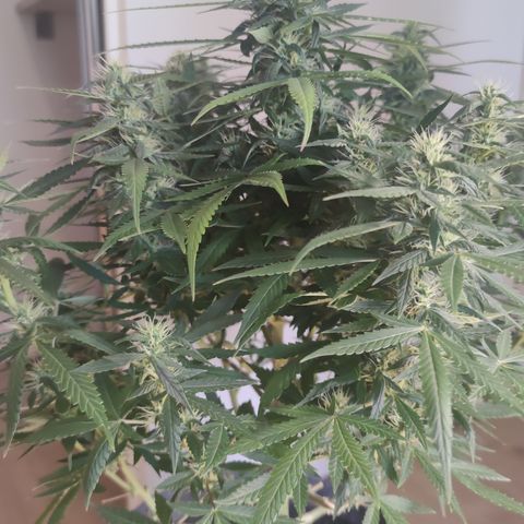 Super Lemon Haze Automatic growlog timeline photo