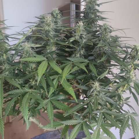 Super Lemon Haze Automatic growlog timeline photo