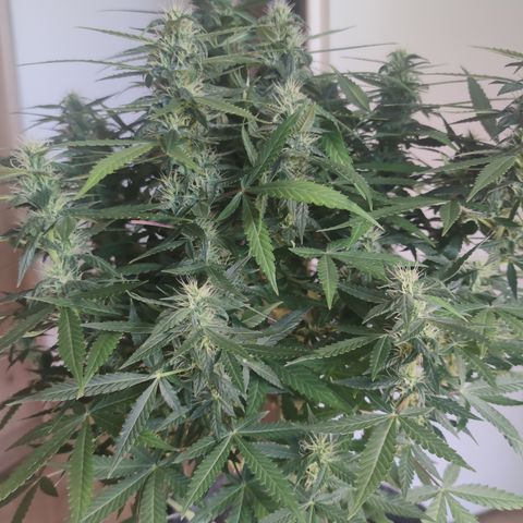 Super Lemon Haze Automatic growlog timeline photo