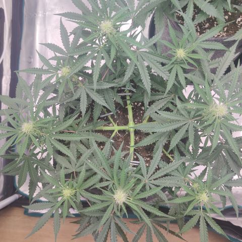 Guava x Gelato 41 Auto growlog timeline photo