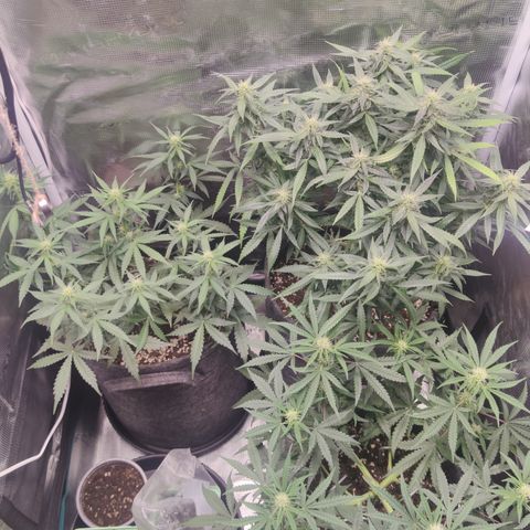 Guava x Gelato 41 Auto growlog timeline photo