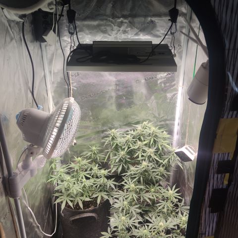 Guava x Gelato 41 Auto growlog timeline photo