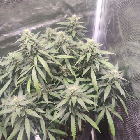 Super Lemon Haze Automatic growlog timeline photo