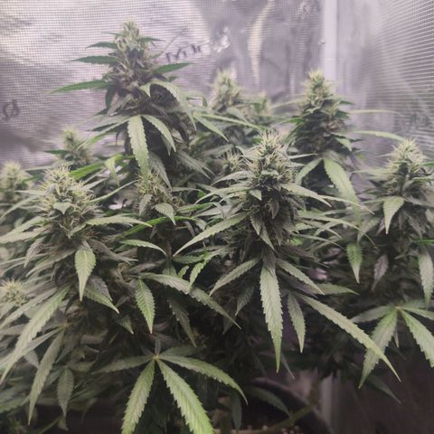 Super Lemon Haze Automatic growlog timeline photo