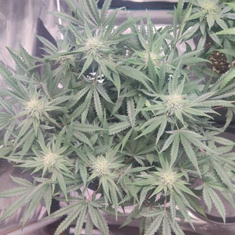 Guava x Gelato 41 Auto growlog timeline photo
