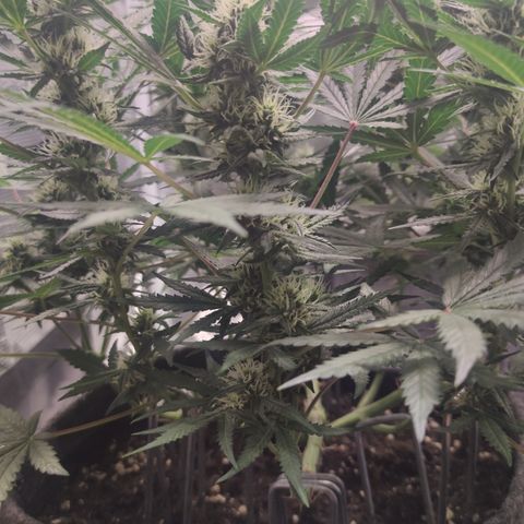 Guava x Gelato 41 Auto growlog timeline photo