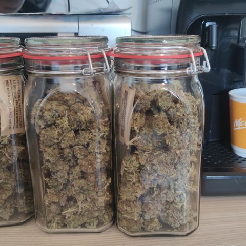 Kush Mintz growlog timeline photo