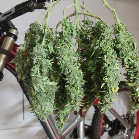 Super Lemon Haze Automatic growlog timeline photo
