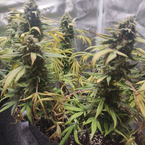 Guava x Gelato 41 Auto growlog timeline photo