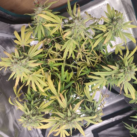 Guava x Gelato 41 Auto growlog timeline photo