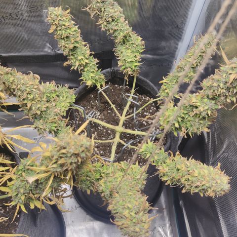 Guava x Gelato 41 Auto growlog timeline photo