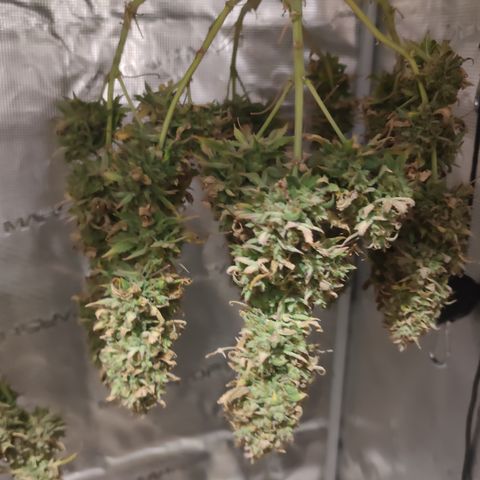 Guava x Gelato 41 Auto growlog timeline photo