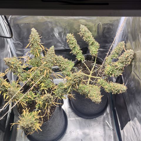 Guava x Gelato 41 Auto growlog timeline photo