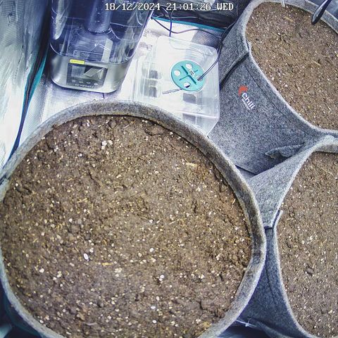 Forbidden Fruit  growlog timeline photo