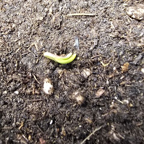 Forbidden Fruit  growlog timeline photo