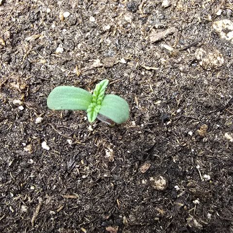 Forbidden Fruit  growlog timeline photo