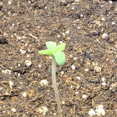 Lemon Cherry Pop  #1 growlog timeline photo