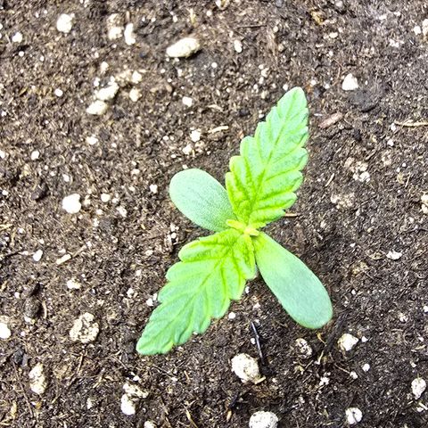 Forbidden Fruit  growlog timeline photo