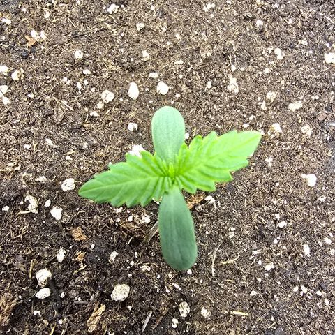 Lemon Cherry Pop  #1 growlog timeline photo