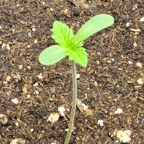 Lemon Cherry Pop  #2 growlog timeline photo