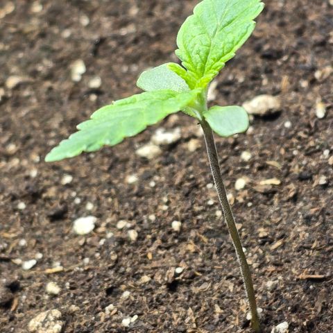 Forbidden Fruit  growlog timeline photo