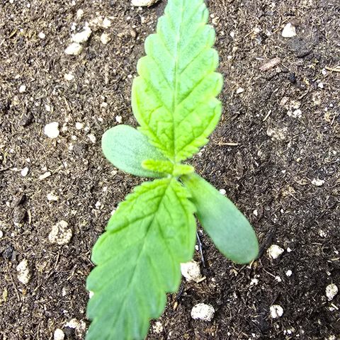 Forbidden Fruit  growlog timeline photo