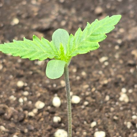 Lemon Cherry Pop  #1 growlog timeline photo
