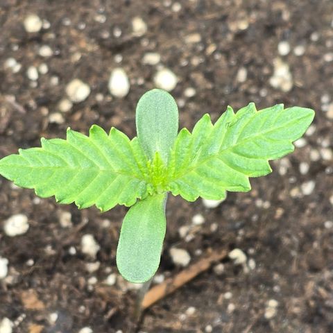 Lemon Cherry Pop  #1 growlog timeline photo