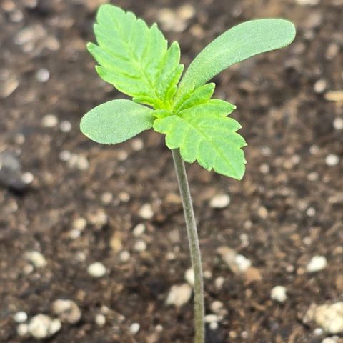 Lemon Cherry Pop  #2 growlog timeline photo