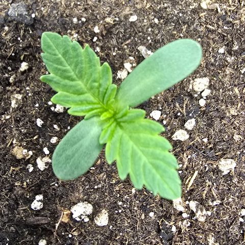 Lemon Cherry Pop  #2 growlog timeline photo