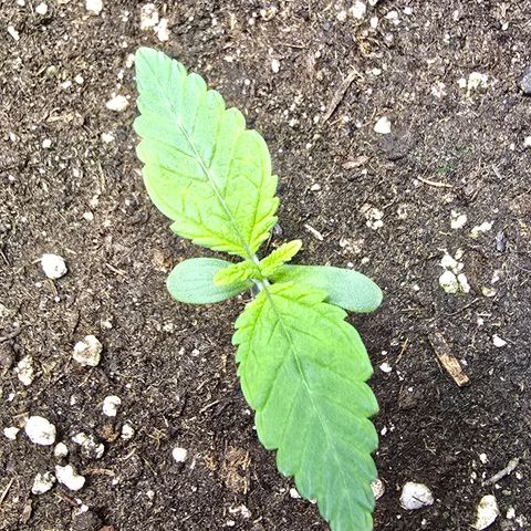 Forbidden Fruit  growlog timeline photo