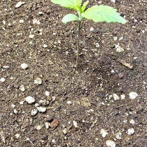 Forbidden Fruit  growlog timeline photo