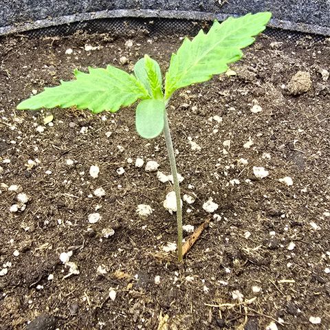Lemon Cherry Pop  #1 growlog timeline photo