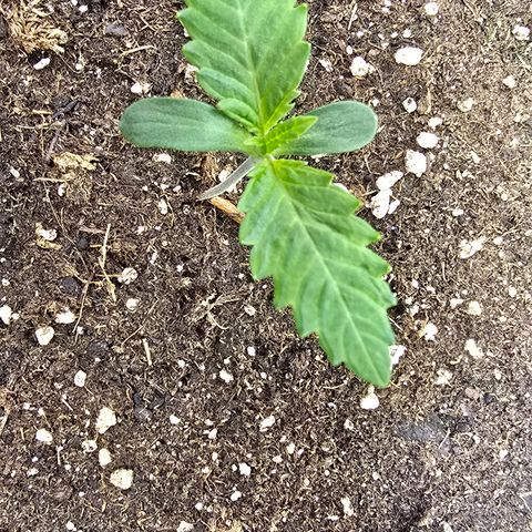 Lemon Cherry Pop  #1 growlog timeline photo