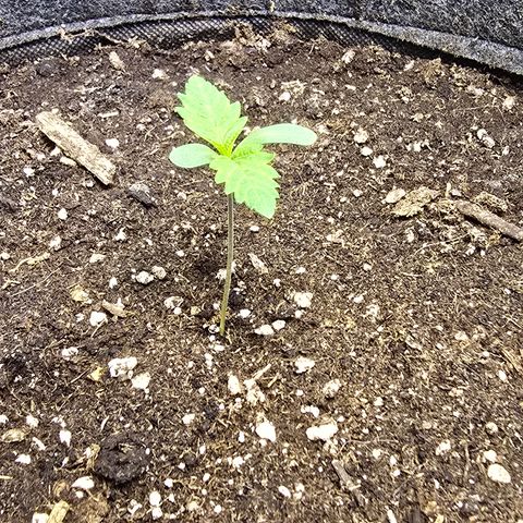 Lemon Cherry Pop  #2 growlog timeline photo