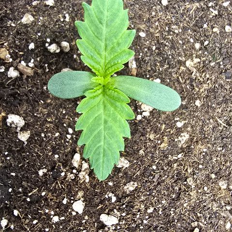 Lemon Cherry Pop  #2 growlog timeline photo