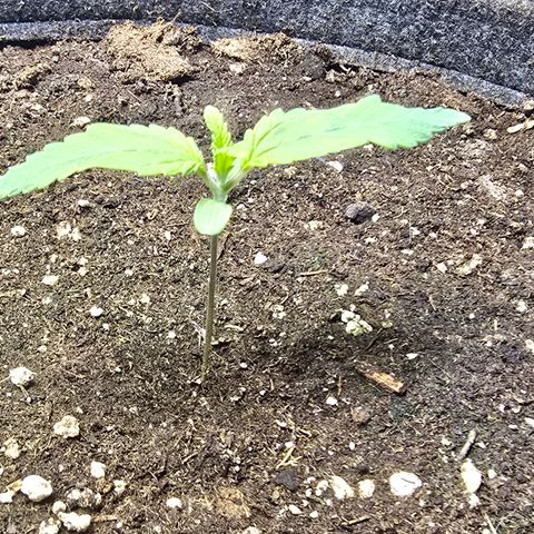 Forbidden Fruit  growlog timeline photo