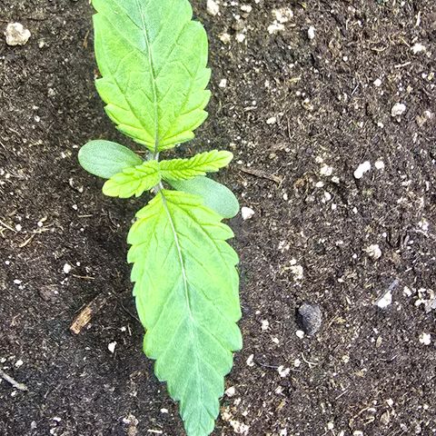 Forbidden Fruit  growlog timeline photo
