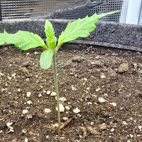 Lemon Cherry Pop  #1 growlog timeline photo