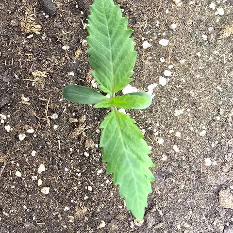 Lemon Cherry Pop  #1 growlog timeline photo