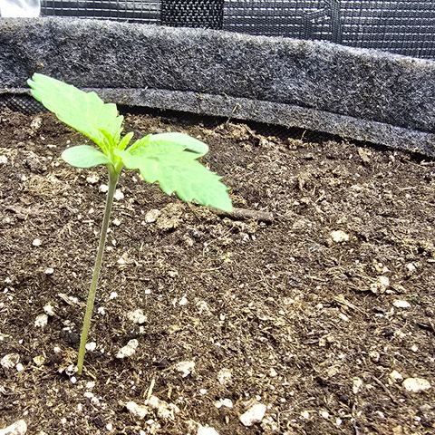Lemon Cherry Pop  #2 growlog timeline photo