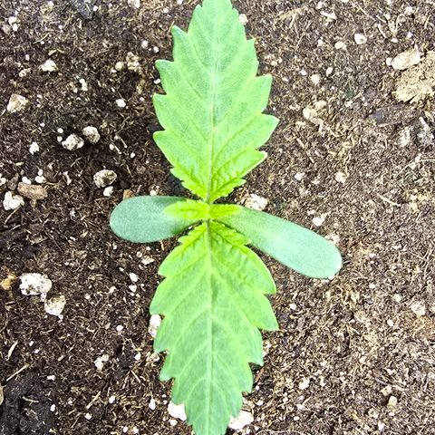 Lemon Cherry Pop  #2 growlog timeline photo