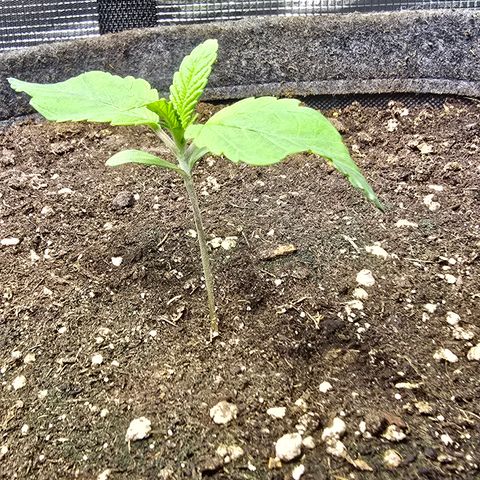 Forbidden Fruit  growlog timeline photo