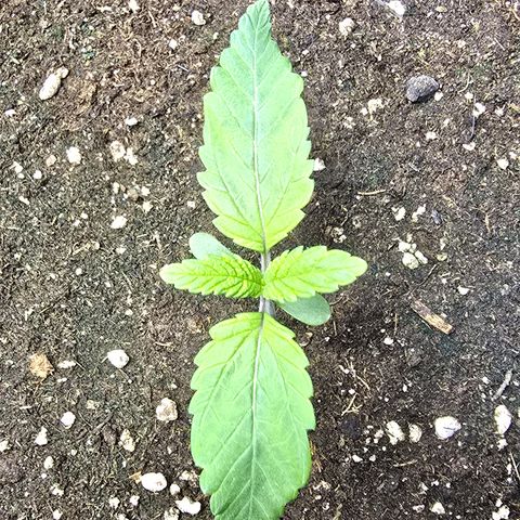 Forbidden Fruit  growlog timeline photo