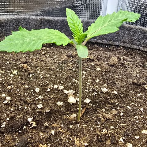 Lemon Cherry Pop  #1 growlog timeline photo
