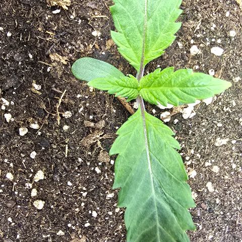 Lemon Cherry Pop  #1 growlog timeline photo