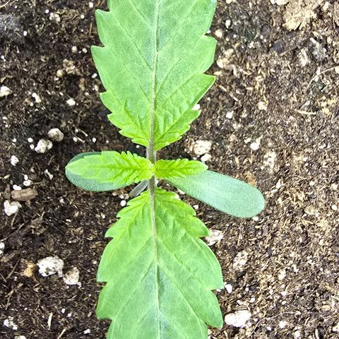 Lemon Cherry Pop  #2 growlog timeline photo