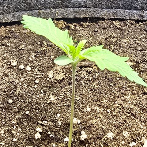 Lemon Cherry Pop  #2 growlog timeline photo