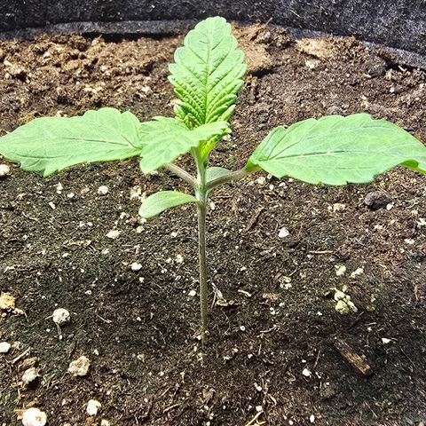 Forbidden Fruit  growlog timeline photo
